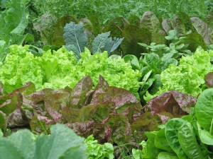 Organic garden