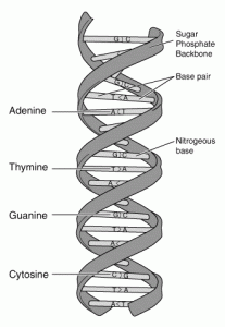 DNA DOUBLE HELIX STRUCTURE-Scalar Energy Programs All DNA