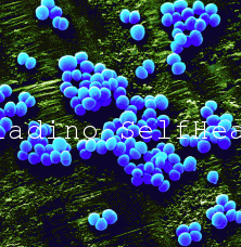 Staphylococcus Aureus Staphylococcus Aureus